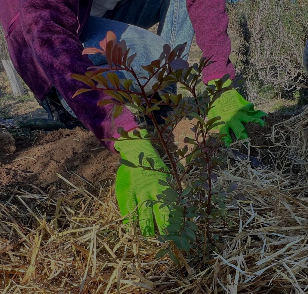 plantando lentisco