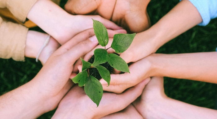 Manos unidas sosteniendo plantas