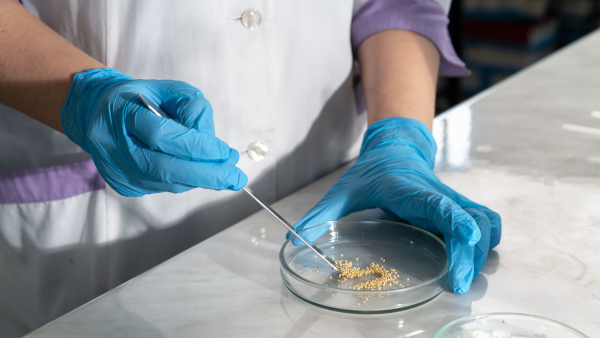 manipulación de semillas en laboratorio