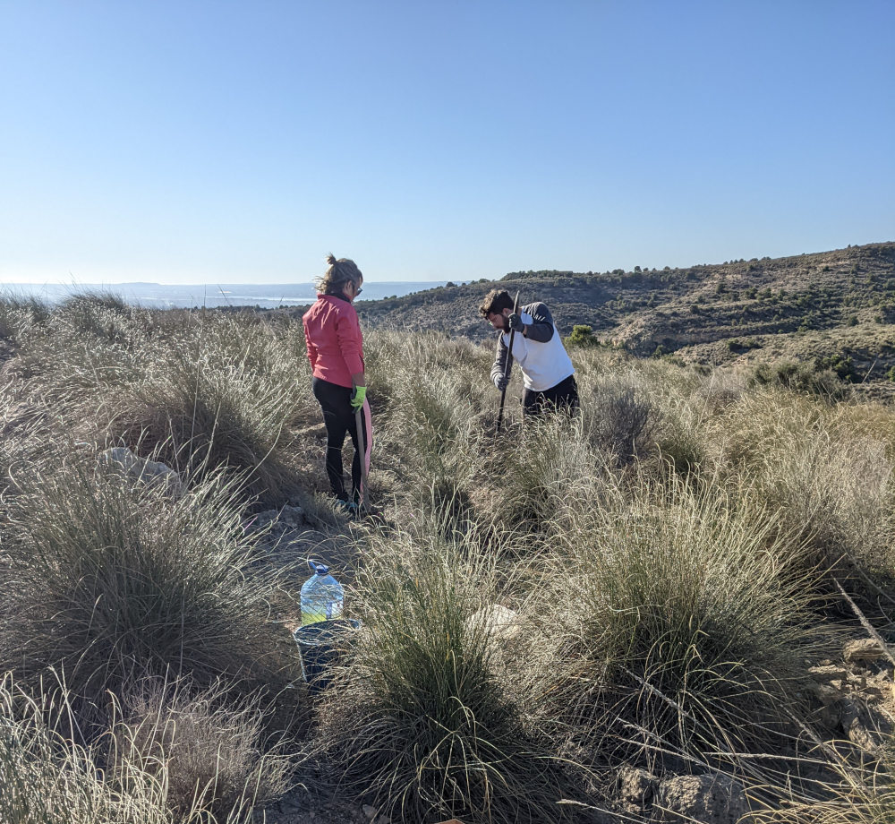 Voluntarios replantando en terreno árido