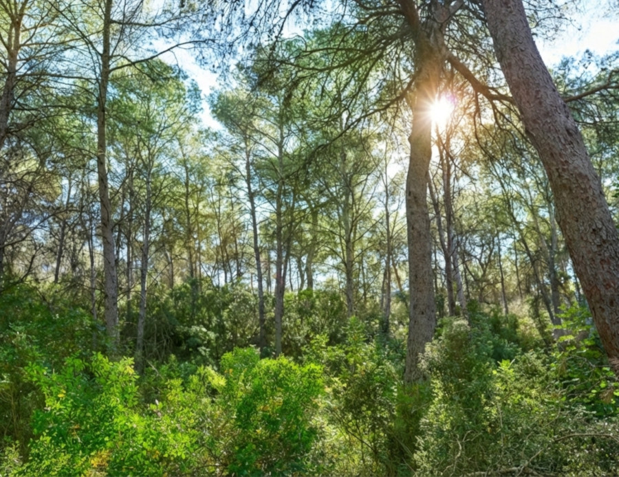Pinar con sotobosque