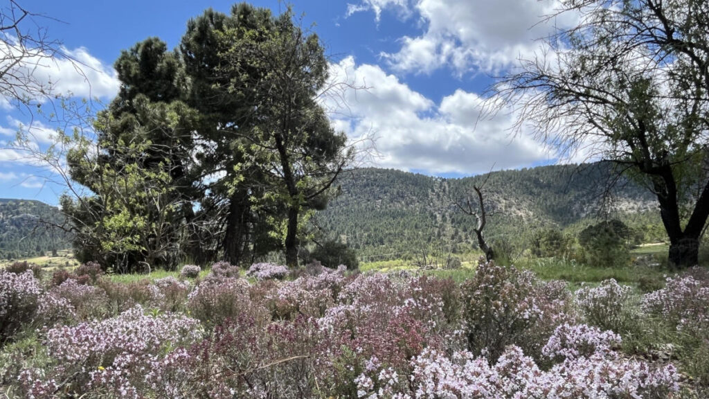 Paisaje sano mediterraneo