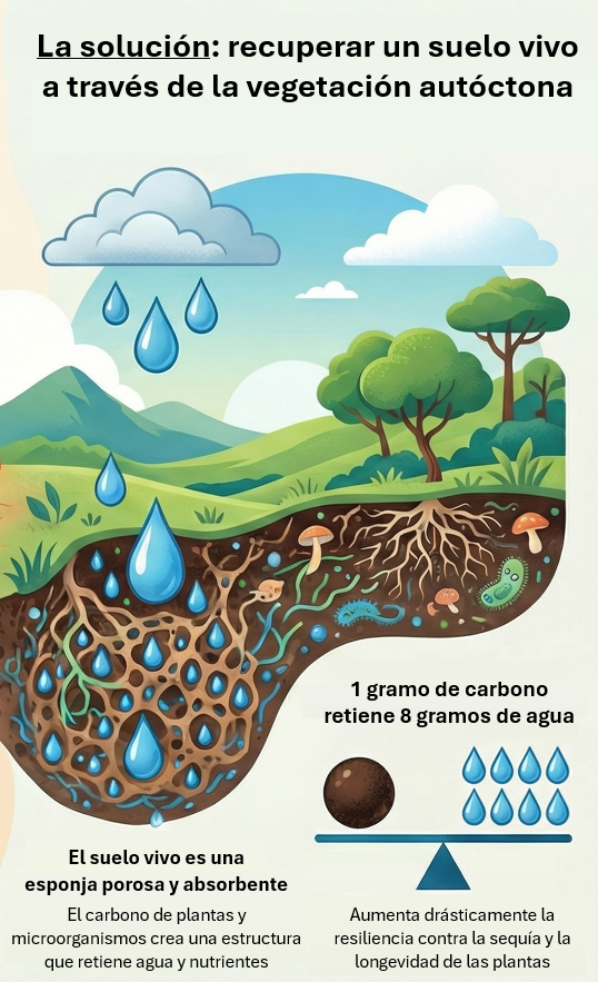infografía suelo v2 - B La solución con un suelo vivo y vegetación autóctona