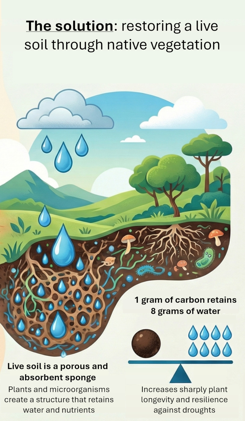 La solución con un suelo vivo y vegetación autóctona